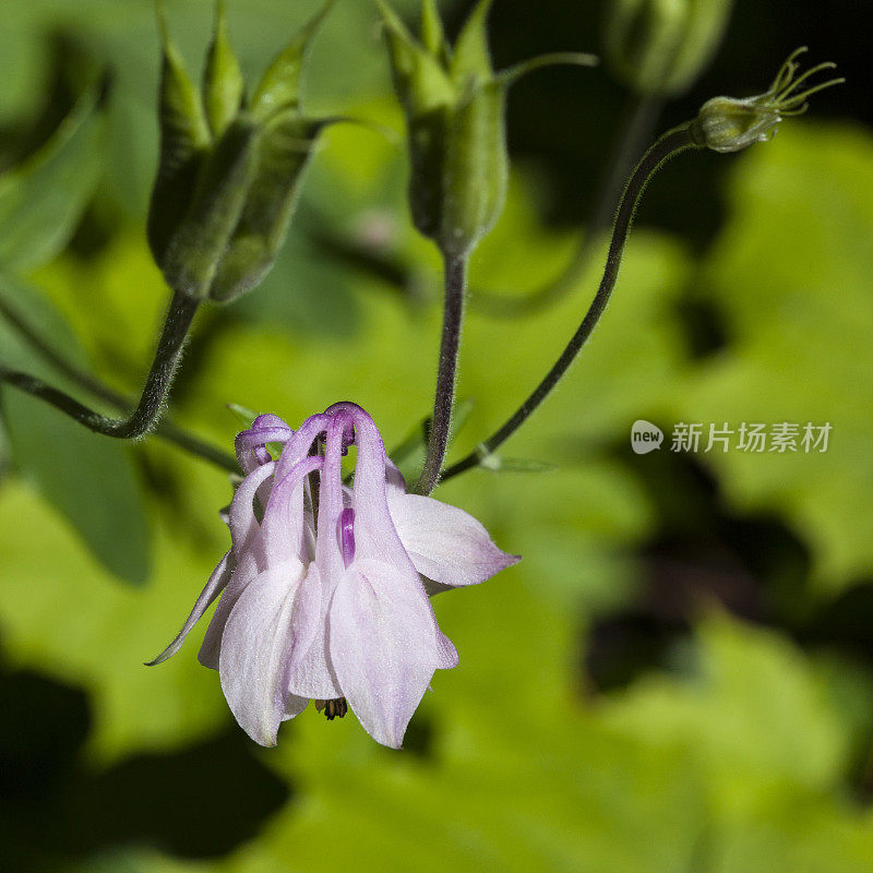 接近浅紫色的Aquilegia Vulgaris也称为普通耧斗菜